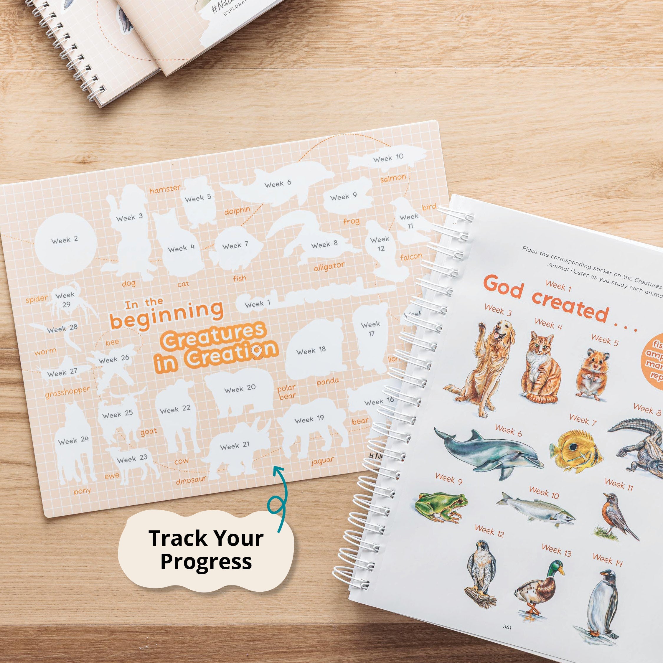 Creatures in Creation- 1st Grade Curriculum Kit by Not Consumed